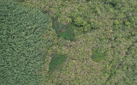 Penemuan Ladang Ganja di Taman Nasional Bromo Tengger Semeru
