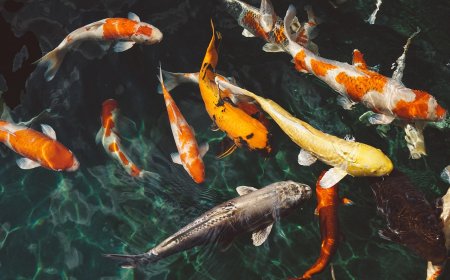 Ikan Ternyata Juga Bisa Merasakan Haus, Bagaimana Bisa?