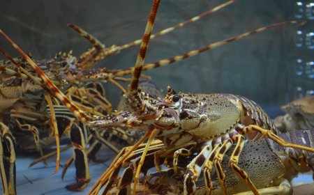Vietnam Menjadi Negara Penghasil Lobster Terbesar di Asia Tenggara