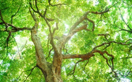 Kapur Barus: Tanaman Berharga yang Dicari Dunia, Termasuk Masyarakat Arab