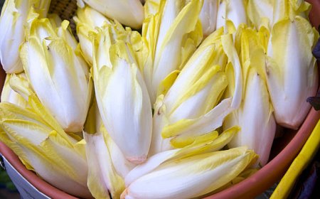 Belgian Endive: Sayuran yang Tumbuh dalam Kegelapan dengan Cita Rasa Unik