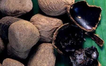 Kluwek: Dari Racun Mematikan Menjadi Lezatnya Rawon dan Sop Konro