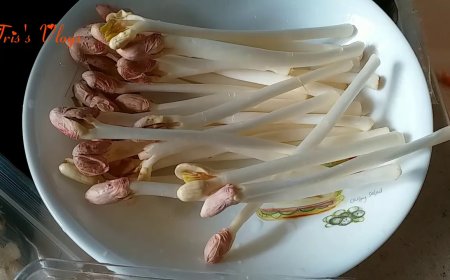 Kecambah Biji Kacang Tanah: Superfood Bernutrisi yang Populer di China