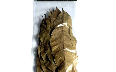 Potensi Ekspor Daun Mangga Kering: Peluang Bisnis Menjanjikan di Pasar Internasional