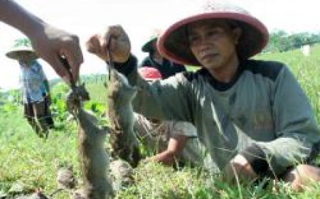 Tikus Sawah sebagai Sumber Protein dan Peluang Ekonomi
