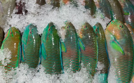 Hentikan Konsumsi Ikan Kakatua! Lindungi Ekosistem Laut Kita