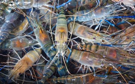 Sukses Budidaya Udang Galah di Lahan Terbatas