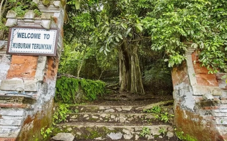 Misteri Pohon Tarumenyan di Desa Trunyan: Penjaga Alam yang Menyerap Bau Jenazah