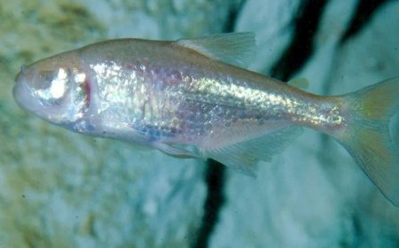 Ikan Gua Buta dari Klapanunggal Resmi Dikenali Sebagai Spesies Baru