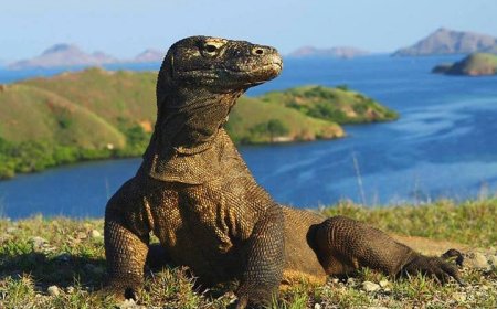 Taman Nasional Komodo Dinobatkan sebagai Destinasi Terindah di Dunia 2025 versi Time Out