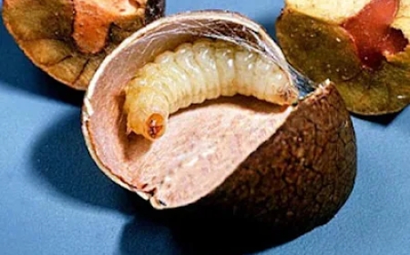 Fenomena Unik “Kacang Lompat Meksiko”: Saat Serangga Menari dalam Kacang