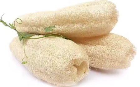 Lufa: Spons Alami dari Alam yang Ramah Lingkungan dan Sehat untuk Kulit
