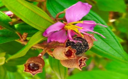 SENGGANI: Buah Gulma Legendaris yang Kaya Manfaat