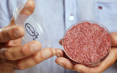 Daging In Vitro: Masa Depan Pangan yang Dibudidayakan di Laboratorium