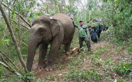 Kawanan Gajah Liar Hancurkan Tujuh Rumah Warga di Lampung Barat