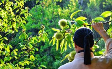 Shinrin-yoku: Terapi Mandi Hutan dari Jepang untuk Menenangkan Jiwa dan Menyehatkan Raga