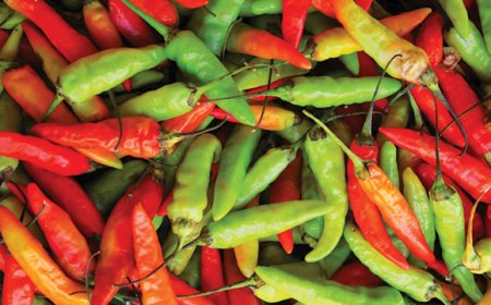 Cabe yang Kita Makan Bukan Asli Indonesia