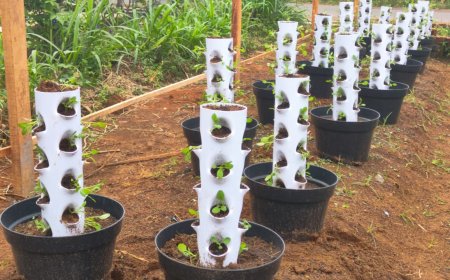 Fakultas Pertanian Universitas Dharma Wacana (UDW) Dorong Kemandirian Pangan Keluarga Melalui Vertikultur dan Budidaya Ayam Petelur