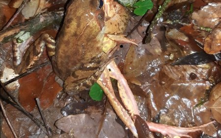 Katak Betina Pura-pura Mati Demi Menolak Kawin, Fakta Aneh tapi Nyata dari Dunia Hewan