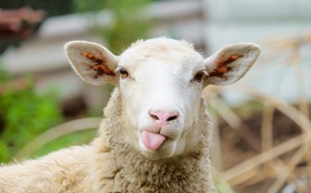 Pelajar Wonosobo Diberi Satu Domba untuk Diternak, Guna Kurangi Main HP dan Bentuk Jiwa Wirausaha