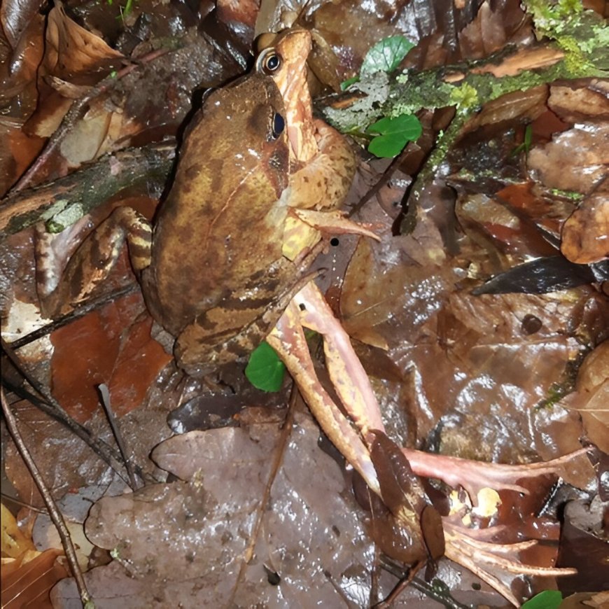 Katak Betina Pura-pura Mati Demi Menolak Kawin, Fakta Aneh tapi Nyata dari Dunia Hewan