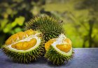 Durian Bukan Penyebab Kolesterol: Ini Penjelasan Ilmiahnya Menurut Pakar Gizi IPB