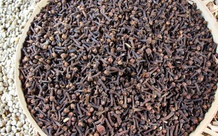 Cengkeh Lampung Terdeteksi Mengandung Radioaktif Cs-137, Pemerintah Bergerak Cepat