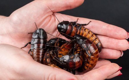 Peluang Bisnis Budidaya Kecoa Dubia: Dari Hama Menjadi Sumber Cuan yang Tak Terduga