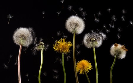Ekstrak Akar Dandelion Menunjukkan Potensi Membunuh 90% Sel Kanker Usus Besar
