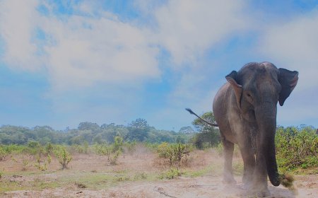 Kawasan Bentang Alam Seblat di Bengkulu Terancam, Gajah Sumatera Kehilangan Habitat