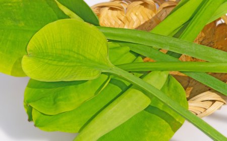 Genjer: Sayuran Air “Gulma Sawah” yang Kaya Manfaat Kesehatan