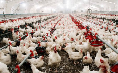 Kementan Bangun Ekosistem Peternakan Ayam untuk Dukung Program Makan Bergizi Gratis
