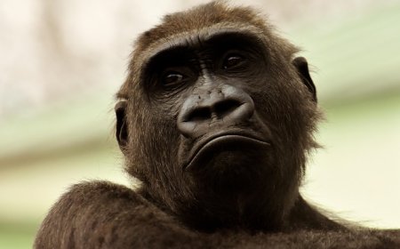 Penurunan IQ di Indonesia Mendekati Rentang Kognitif  IQ Gorila