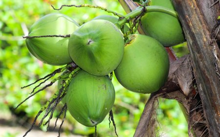 Harga Kelapa Melonjak, Pemerintah Sebut Komoditas Ini Masuki “Masa Keemasan”