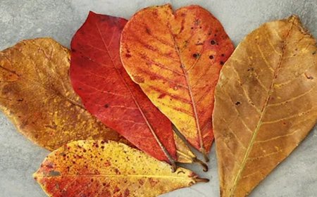 Daun Ketapang Bisa Laku Ratusan hingga Jutaan Rupiah di Amerika, Begini Alasannya