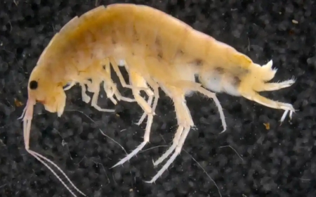 Ternyata Ada Udang yang Hidup di Darat dan di Atas Pohon — Ditemukan di Pegunungan Cycloop Papua