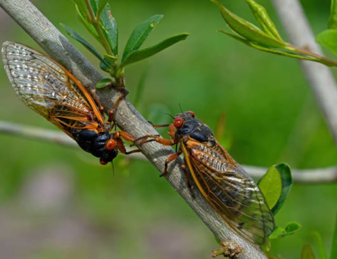 Mengapa Tonggeret Bisa Bersuara Nyaring? Rahasia “Penyanyi Alam” di Musim Panas
