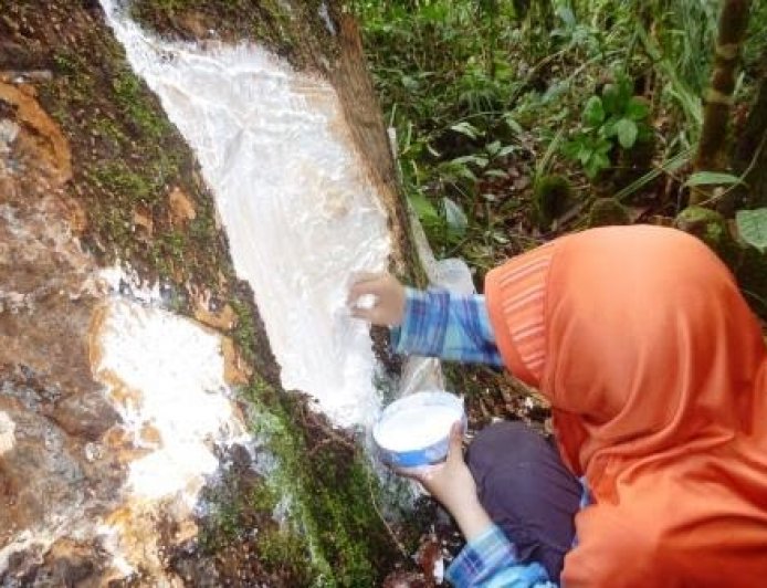 Pohon Jelutung: Pohon Asli Kalimantan yang Mengeluarkan Getah Mirip Susu dan Jadi Kesukaan Orangutan