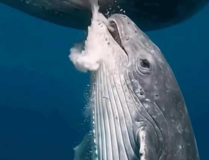 Momen Menyusui Paus yang Jadi Simbol Kasih Sayang Terbesar di Samudra