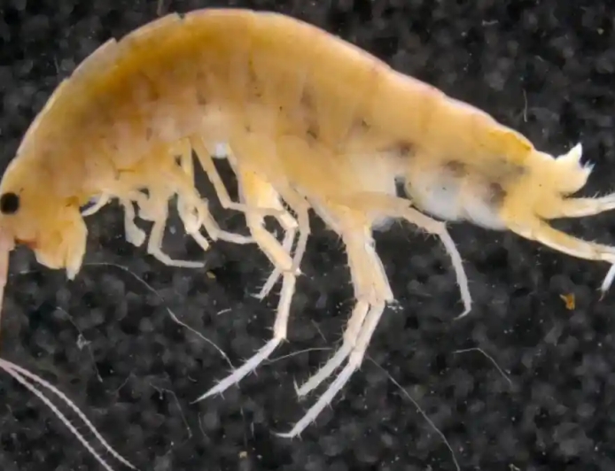 Ternyata Ada Udang yang Hidup di Darat dan di Atas Pohon — Ditemukan di Pegunungan Cycloop Papua