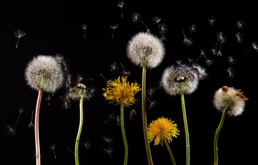 Ekstrak Akar Dandelion Menunjukkan Potensi Membunuh 90% Sel Kanker Usus Besar