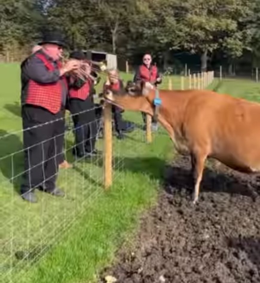 Peternakan Inggris Gunakan Musik Jazz untuk Tingkatkan Produksi Susu Sapi