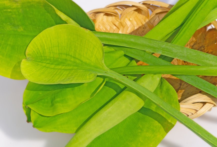 Genjer: Sayuran Air “Gulma Sawah” yang Kaya Manfaat Kesehatan