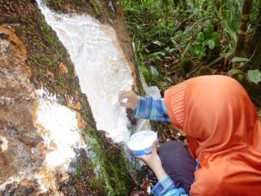 Pohon Jelutung: Pohon Asli Kalimantan yang Mengeluarkan Getah Mirip Susu dan Jadi Kesukaan Orangutan