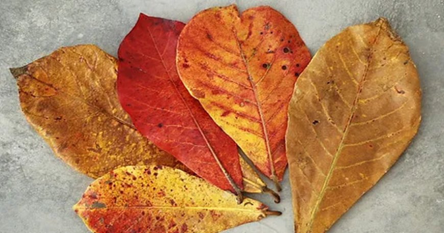 Daun Ketapang Bisa Laku Ratusan hingga Jutaan Rupiah di Amerika, Begini Alasannya