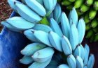 Blue Java Banana: Pisang Rasa Es Krim yang Benar-Benar Ada