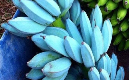 Blue Java Banana: Pisang Rasa Es Krim yang Benar-Benar Ada