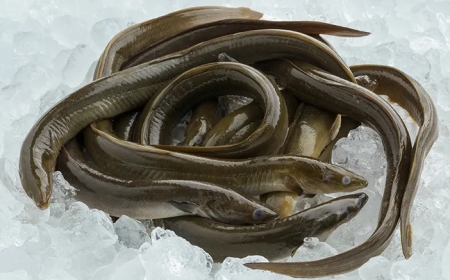 Ikan Sidat, Juara Omega-3 Dunia dari Indonesia yang Kini Terancam Punah