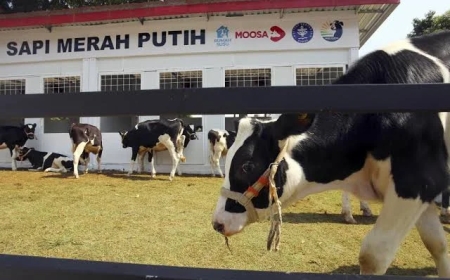 Sapi Merah Putih, Inovasi Genetik Anak Bangsa untuk Ketahanan dan Kedaulatan Pangan