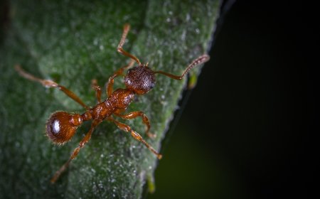 Kenapa Semut Merah Suka Menggigit, tapi Semut Hitam Jarang? Ini Penjelasan Ilmiahnya